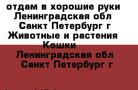 отдам в хорошие руки - Ленинградская обл., Санкт-Петербург г. Животные и растения » Кошки   . Ленинградская обл.,Санкт-Петербург г.